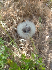 Taraxacum officinale