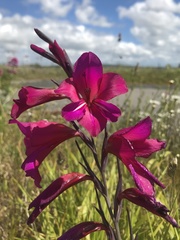 Gladiolus communis byzantinus