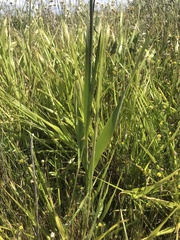Gladiolus communis byzantinus