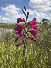 Gladiolus communis byzantinus