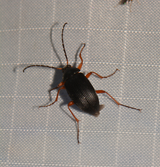 Androchirus erythropus