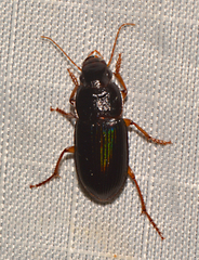 Selenophorus opalinus