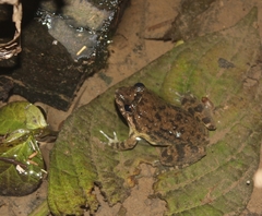 Limnonectes bannaensis