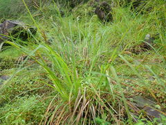 Carex phacota
