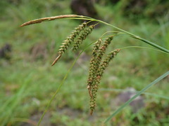 Carex phacota
