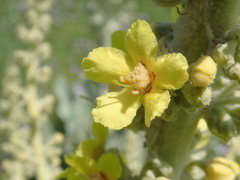 Bombyciferum Mullein (Verbascum bombyciferum)