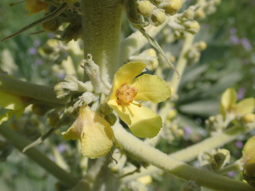 Verbascum bombyciferum, photograph 1