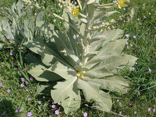Verbascum bombyciferum, photograph 3