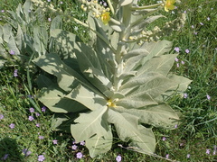 Verbascum bombyciferum, photograph author not stated, no rights reserved