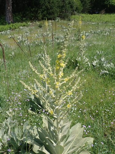 Verbascum bombyciferum, photograph 2