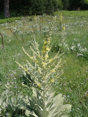 Verbascum bombyciferum, photograph author not stated, no rights reserved