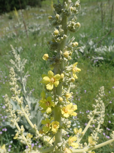 Verbascum bombyciferum, photograph 4