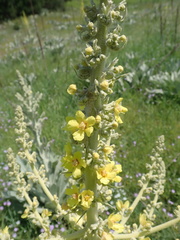 Verbascum bombyciferum, photograph author not stated, no rights reserved