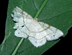 Trigrammia quadrinotaria