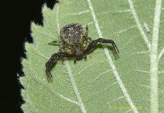 Pycnaxis truciformis