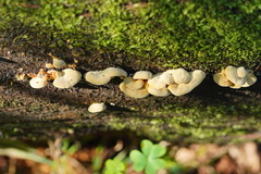 Pseudomerulius curtisii