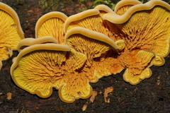 Pseudomerulius curtisii