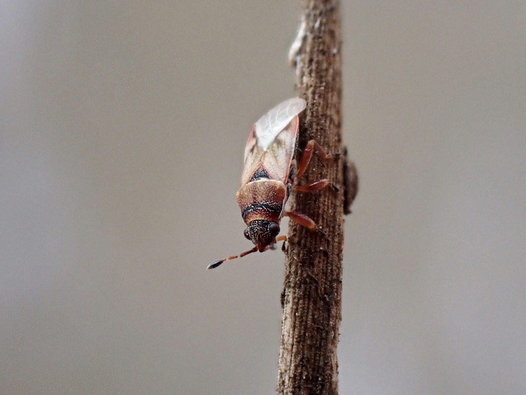 Cerocrompus typicus