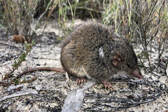 Antechinus mimetes