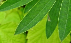 Lupinus rivularis
