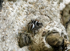 Carrhotus coronatus