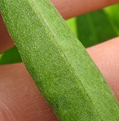 Lupinus rivularis