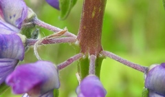 Lupinus rivularis