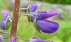 Lupinus rivularis