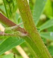 Lupinus rivularis