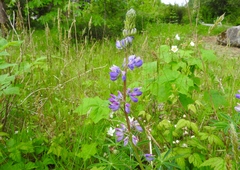 Lupinus rivularis