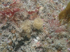 Bugulidae