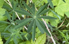 Lupinus rivularis