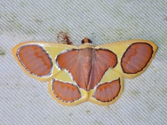 Plutodes cyclaria