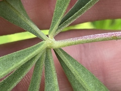 Lupinus rivularis