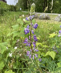 Lupinus rivularis