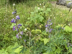 Lupinus rivularis