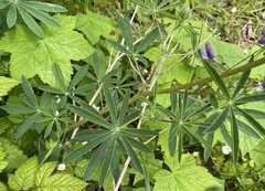 Lupinus rivularis
