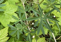 Lupinus rivularis