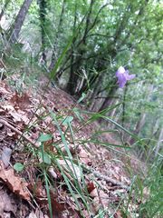 Campanula lusitanica