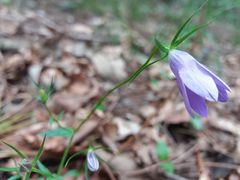 Campanula lusitanica