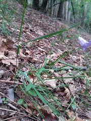 Campanula lusitanica