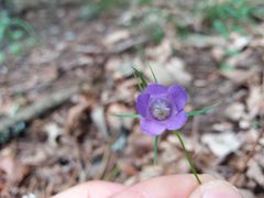 Campanula lusitanica