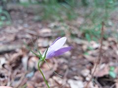 Campanula lusitanica