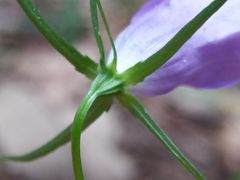 Campanula lusitanica