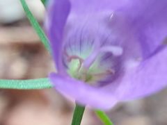 Campanula lusitanica