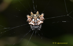 Thelacantha brevispina