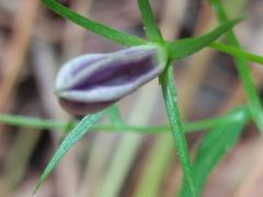 Campanula lusitanica