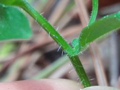 Campanula lusitanica