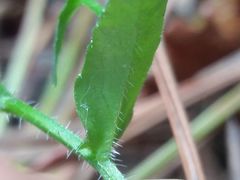 Campanula lusitanica