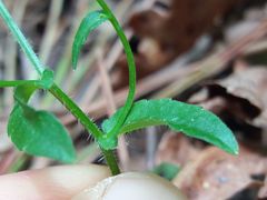 Campanula lusitanica